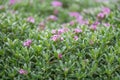 Daphne Spring Pink Eternal Fragrance, Daphne x transatlantica, shrubs flowering